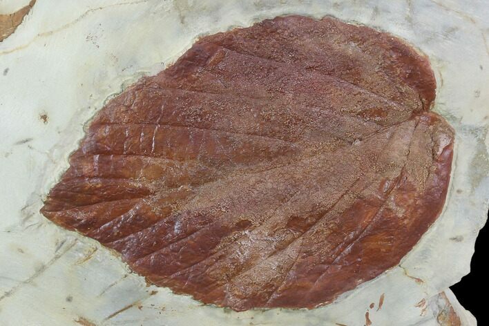 Fossil Leaf (Beringiaphyllum) - Montana #101957